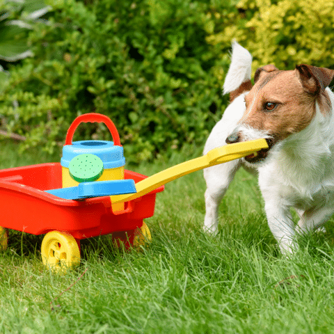 Russel Terrier pulling a toy wagon with a watering can across lawn